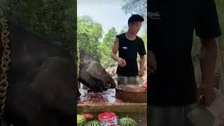 Watermelon is a staple food for pigs