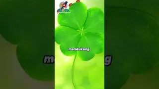 Tahukah kamu.?? Fakta manfaat semanggi untuk kesehatan