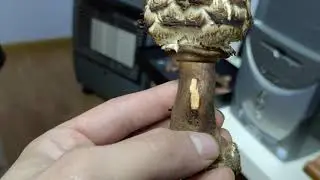 Aqu&iacute; muestro el r&aacute;pido enrojecimiento del parasol: Macrolepiota rachodes.
