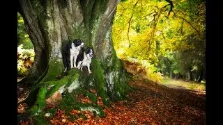 Kinclaven Woodland Walk and Dogs