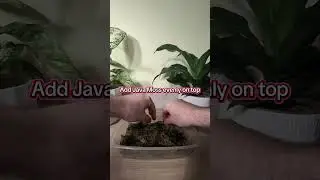 How to grow Java Moss emersed