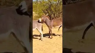 Donkey breeding video #donkeykong #animals #donkeykongcountry