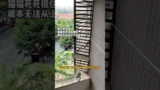 Dramatic Cat Rescue #AnimalRescue #kittenrescue #cat