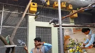 Exotic Birds Parrots Aviary / Calcium & Vitamin For Birds / Heart Touch with Birds.