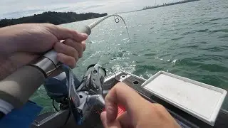 83cm Kingfish fight in the Waitematā Harbour 