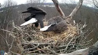 Hanover Eagles Live Cam   HDOnTap &mdash; Mozilla Firefox 2026 01 02 08 49 59
