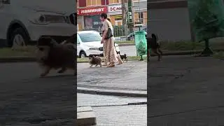 i 42 Харків Пес на прогулянці Kharkiv Dog on a walk Харьков Пес на прогулке 05082025