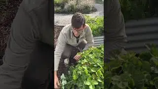 Do THIS to Strawberry Plants Before Winter! #gardening #garden #shorts