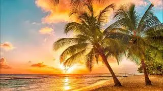PALMLAND$ [SANDYBEACH]