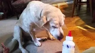 Denver the Guilty Dog gives the McCheesy