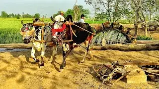 Old Jhallaar Irrigation System of Punjab | Water Lifting With Bulls