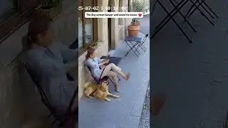 Hero Dog Senses Danger Before It Happens #shortvideo