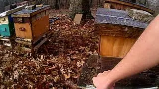 bee yard update 1/11/18 part 2 of 3