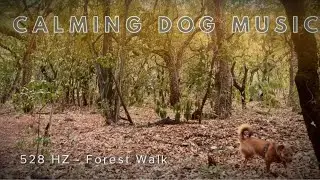 [NO ADS] 12 Hour Dog Music I 528 HZ I Forest Walk I Separation Anxiety