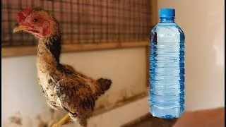 Pet Şişesi Kadar Horoz Ko Shamo Cüce