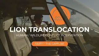 Lion Translocation PART 1