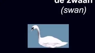 Learn Dutch -- animals 2