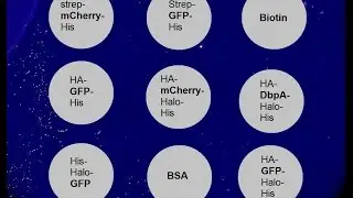 JB131 Immunedetection - immune2day - BioCopy