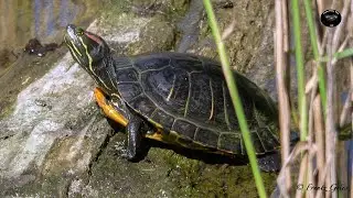 Tortue de Floride -Un régime alimentaire surprenant !