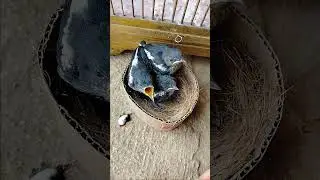 Kacer anakan jantan meloloh anakan burung kacer