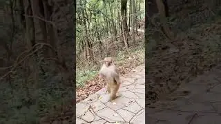 Monkey running #monkey#running #apt