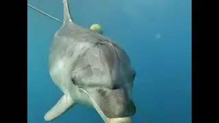 Golfe de Saint-Tropez | Un dauphin joue avec 2 plongeurs au large de Sainte-Maxime !