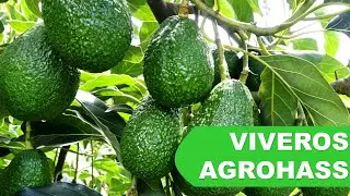 PRODUCCION DE PALTO CLONAL Y CONVENCIONAL VIVEROS AGROHASS #palto #clonal #aguacate #avocado