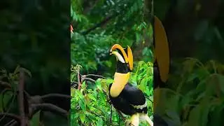 hornbill only for birds lover😉