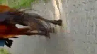 trab von hinten