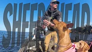 BIG SHEEPSHEAD! Fishing in  Mayport, Fl. #fishing #fyp #sheepshead