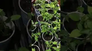 Seedling of peppers.  2023 Рассада перцев.  2023 #usa #bigfamily #minnesota #vlog #обзор #shorts