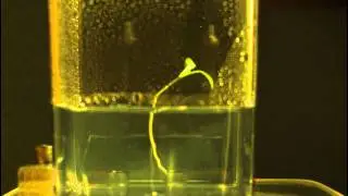 Medicago Root Growth