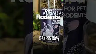 Natural Insect Treats for Rodents 🐹 |Promeal Medley Treats | High Protein Snack #shorts #shortsfeed