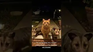 Neighborhood Cat Drops Off Friends After Playtime 🐱💛 (Caught on Porch Cam) #adorablevideo #cats