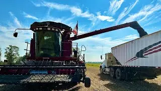 Start of Canola Harvest 2024! Do the records continue?!
