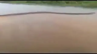 25 feet snake found at Nanjanagud kapila river