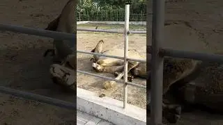 Camel being dramatic. #camel #camels #funny #funnyvideo #viral #viralvideo #viralshorts #drama