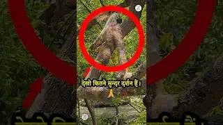 #shorts Dekho Kitne Sundar Man-Mohak Darshan Hai #zsonia #radharanidarshan #darshan #live #nidhivan