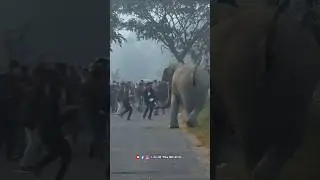Human Elephant Conflict #shorts #youtubeshorts #short #shortvideo #wildlife #elephant #trending