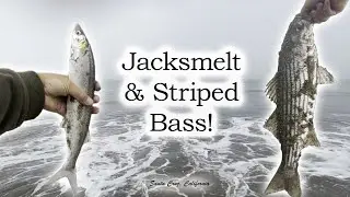 Jacksmelt and Striped Bass Surf Fishing! Santa Cruz, California