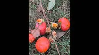 Amlok ka plant pure desi food shots plz subscribe