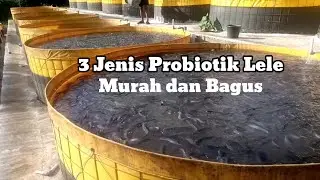 3 Jenis Probiotik Lele Murah Dan Bagus #budidaya #ternaklele #budidayalele #ikan #lele #ikanlele