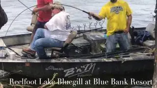 Bluegill Fishing in Front of the Resort