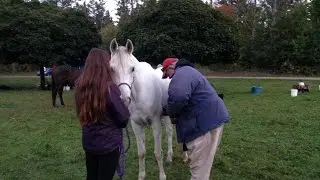 The Vet Check