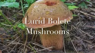 How to identify Lurid Bolete/ Suillellus Luridus/ Boletus luridis. EN and Vietnamese sub