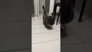 Mafia cat 🤡😺#cat #catsoftiktok #funnyvideos #funnycat #mafia ##meow #meme  #instagram #reels #vairal