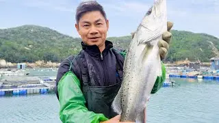 阿兴出海收网，抓到的野生鲈鱼又大又肥，急忙拿到市场卖