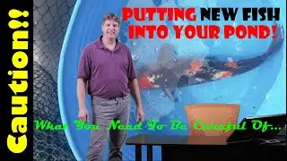 Introducing New Fish Into Your Pond