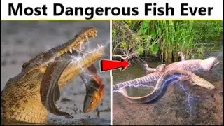 Electric Eel Killed A Crocodile by His Current | Most Horrifying Attacks by Electric Eel | wildact