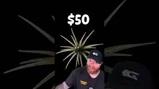 This JDM bait is wild!!! #bassfishing #tackle #jdm